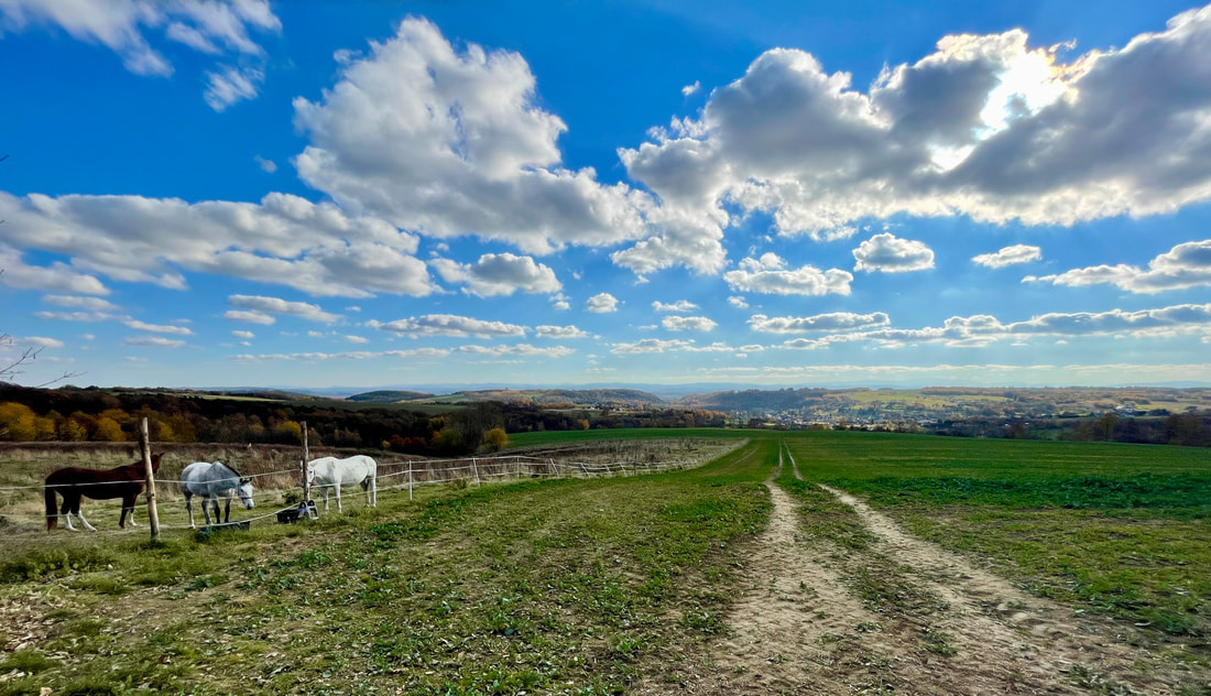 Scenic view of horses grazing in a green field under a clear blue sky on a road cycling route.