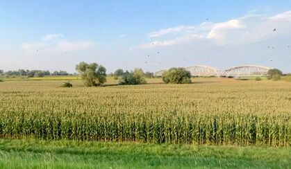 Road cycling route passing under a tall stone railway viaduct surrounded by golden corn fields.